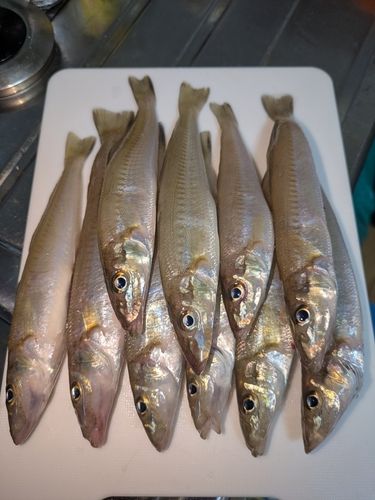 シロギスの釣果