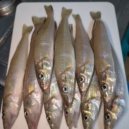 シロギス