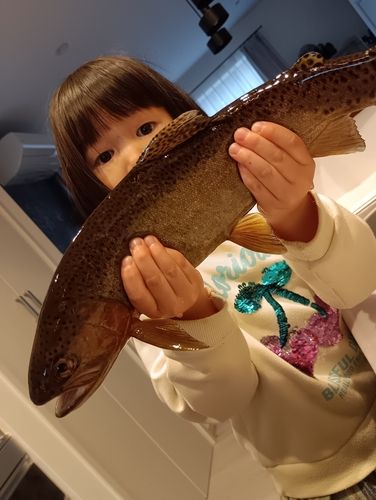 ニジマスの釣果