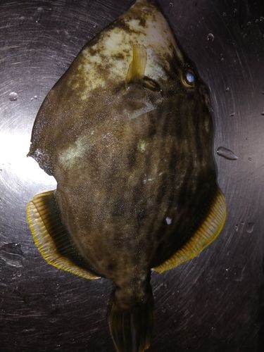 カワハギの釣果
