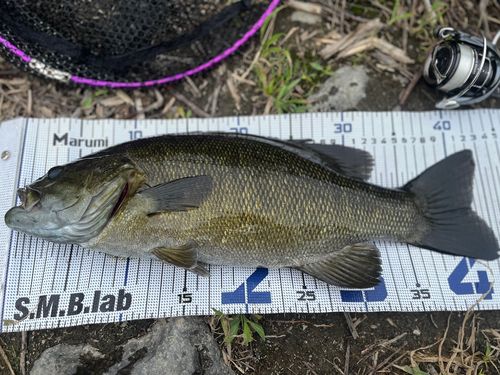 スモールマウスバスの釣果