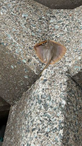 エイの釣果