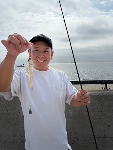 シロギスの釣果