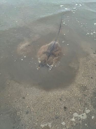 エイの釣果