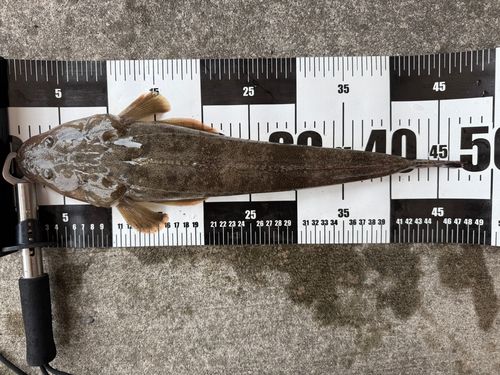 マゴチの釣果