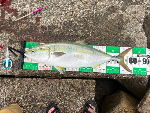 ブリの釣果