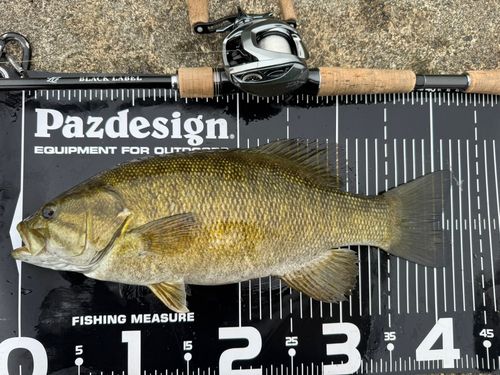 スモールマウスバスの釣果