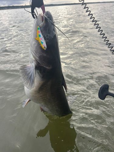 釣果