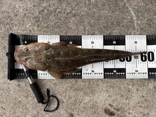 マゴチの釣果