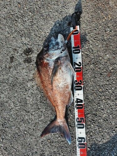 マダイの釣果