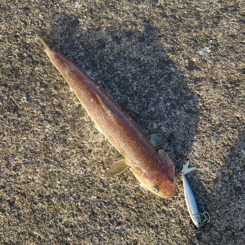 エソの釣果