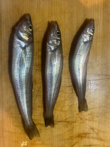 キスの釣果