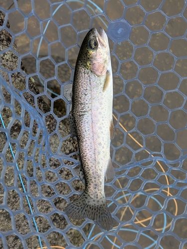 ニジマスの釣果