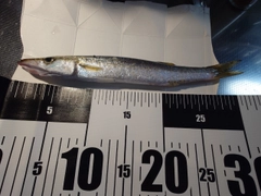 カマスの釣果