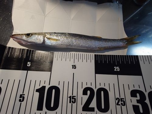 カマスの釣果