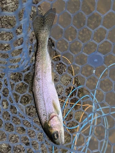 ニジマスの釣果