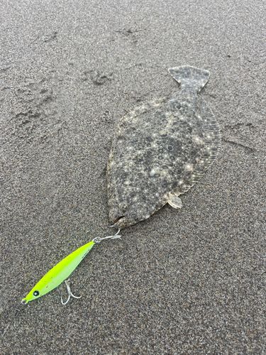 ソゲの釣果