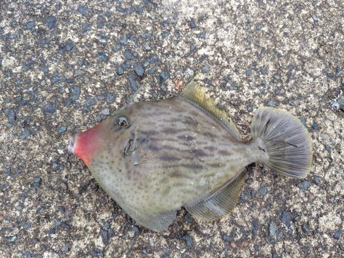 カワハギの釣果