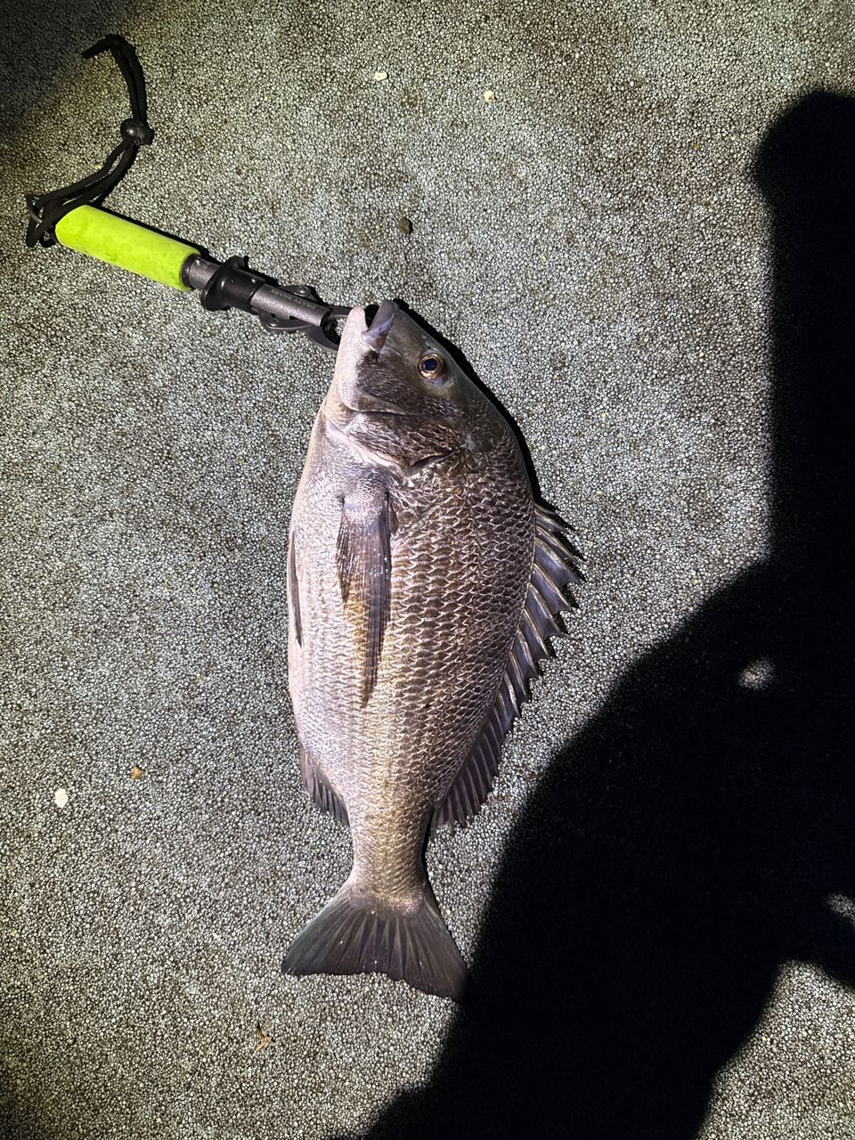 SHIMANO 23ワールドシャウラ リミテッド 2752R-2の最安値・インプレ
