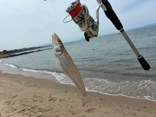 キスの釣果