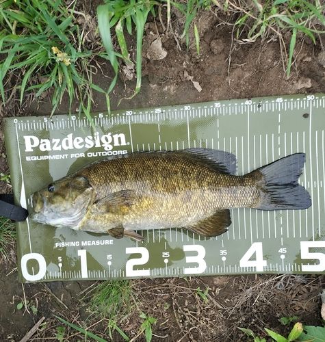 スモールマウスバスの釣果