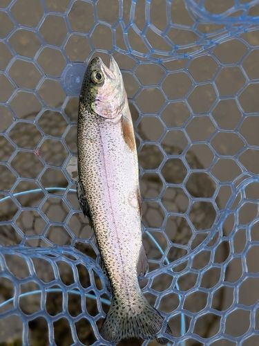 ニジマスの釣果