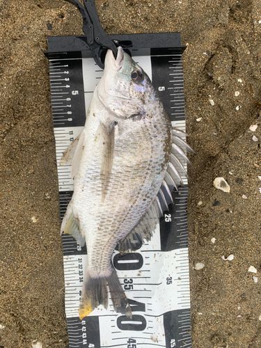 キビレの釣果