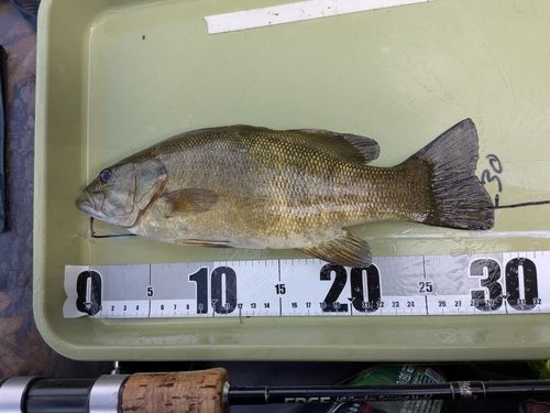 スモールマウスバスの釣果