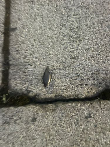コイの釣果