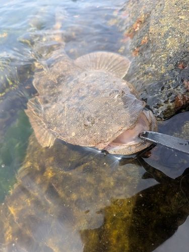 マゴチの釣果