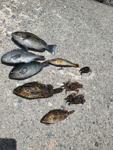 グレの釣果