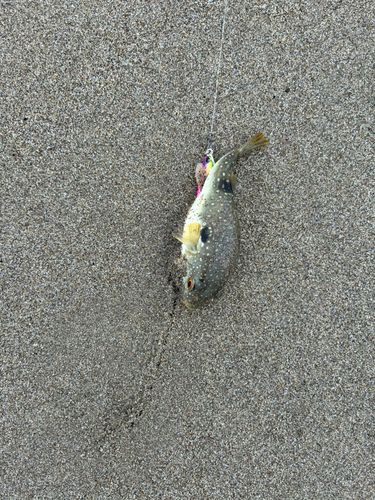 クサフグの釣果