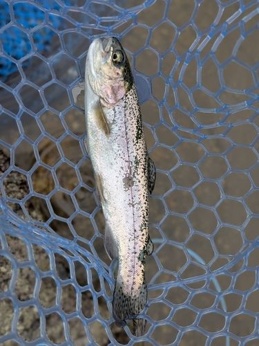 ニジマスの釣果