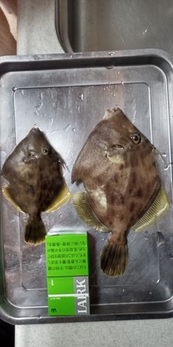 カワハギの釣果
