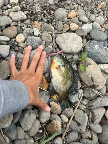 ブルーギルの釣果