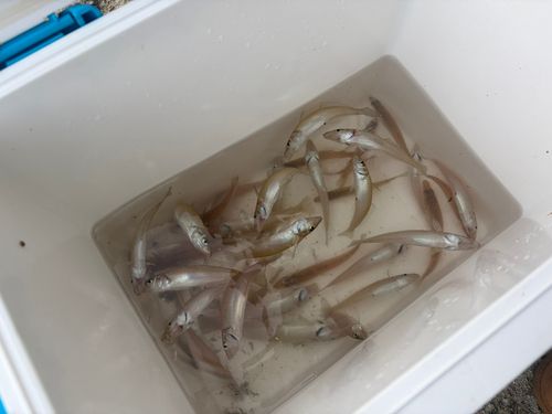 キスの釣果