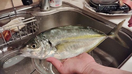 シマアジの釣果