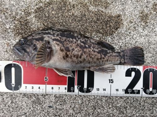 クロソイの釣果