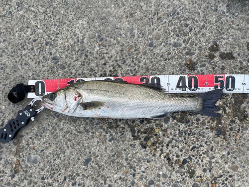 フッコ（マルスズキ）の釣果