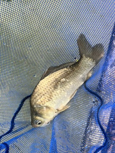 ヘラブナの釣果