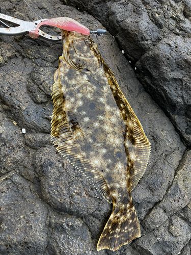 ソゲの釣果