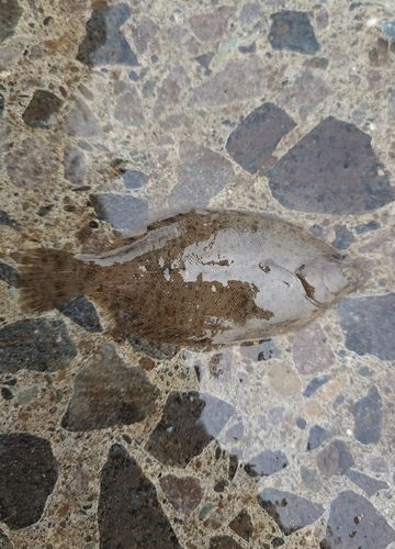 マガレイの釣果