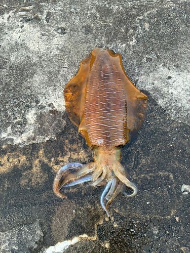アオリイカの釣果