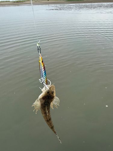 マゴチの釣果