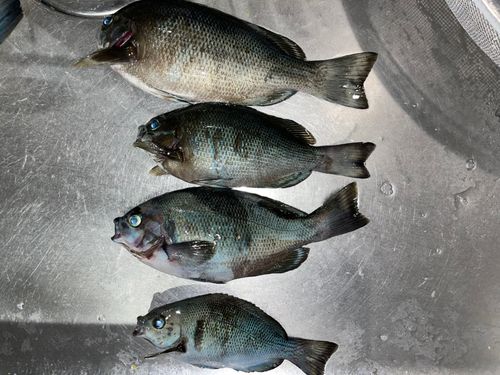 メジナの釣果