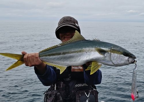 ヒラマサの釣果