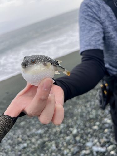 クサフグの釣果