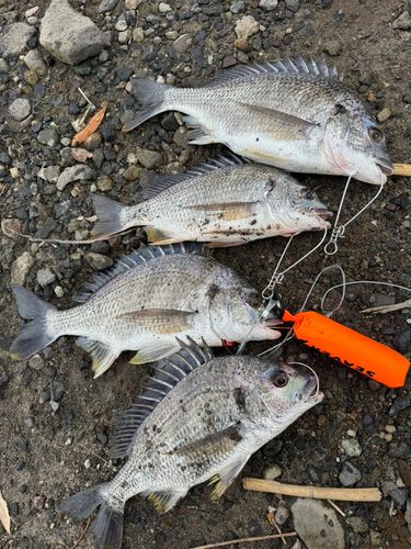 キビレの釣果
