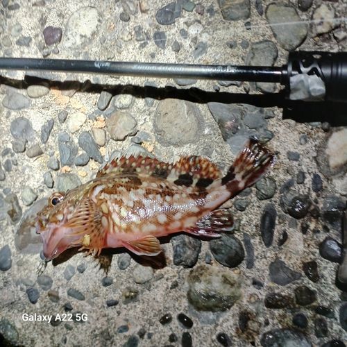 カサゴの釣果