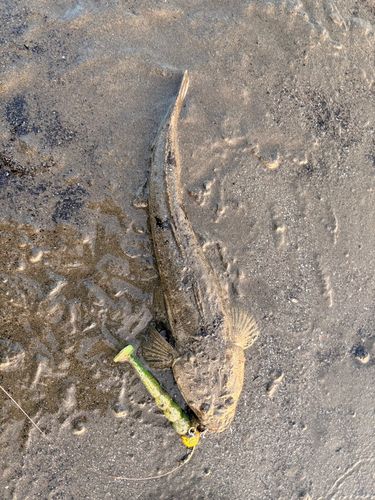 マゴチの釣果